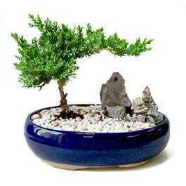 Shogun Juniper